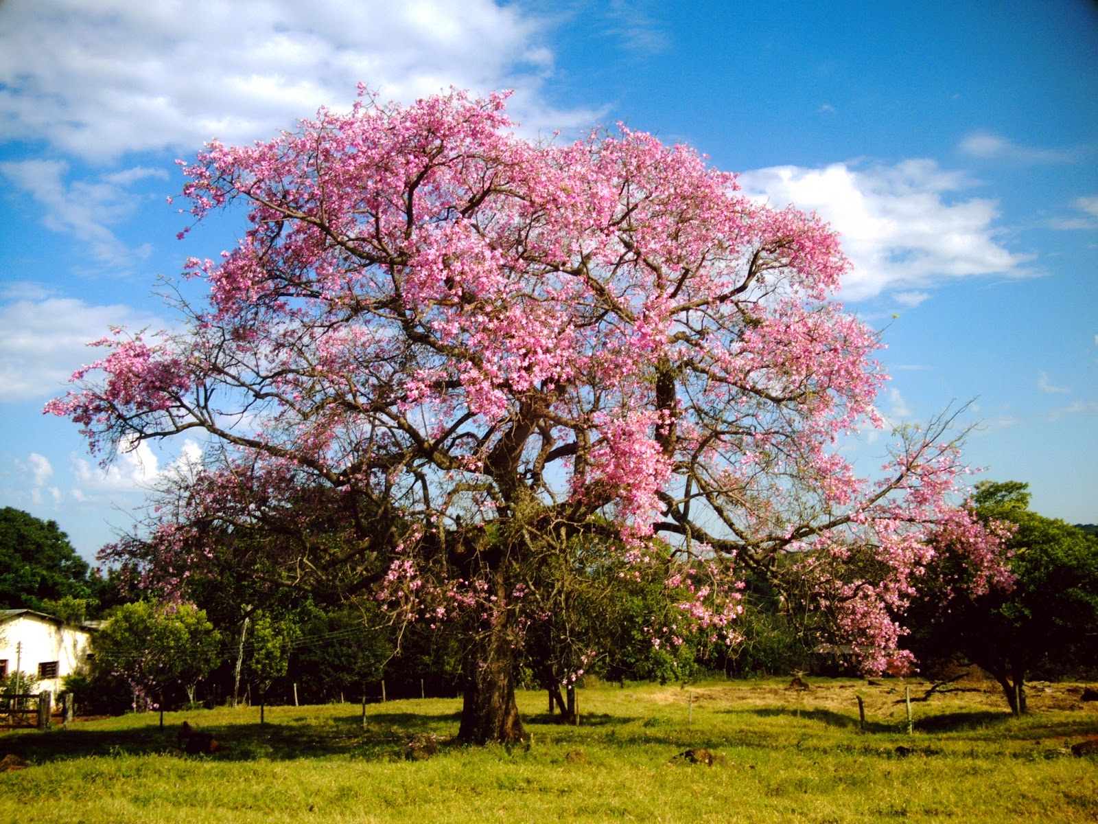 ipê rosa