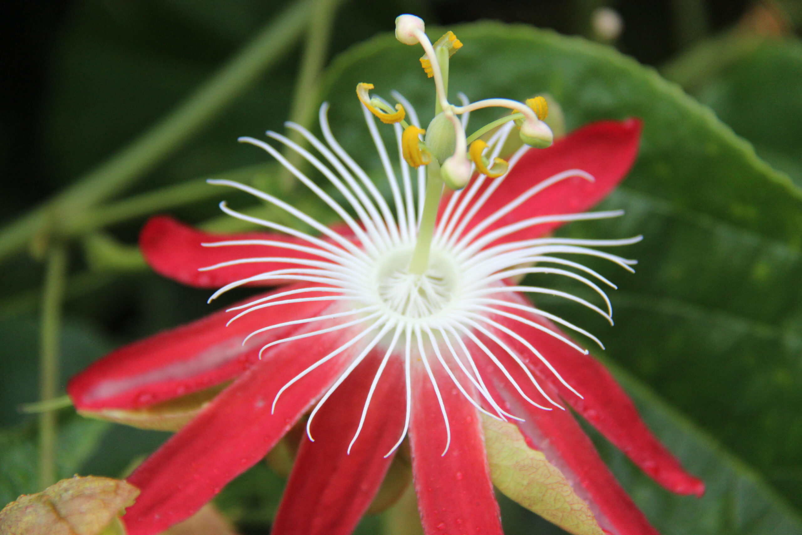 flor de maracujá