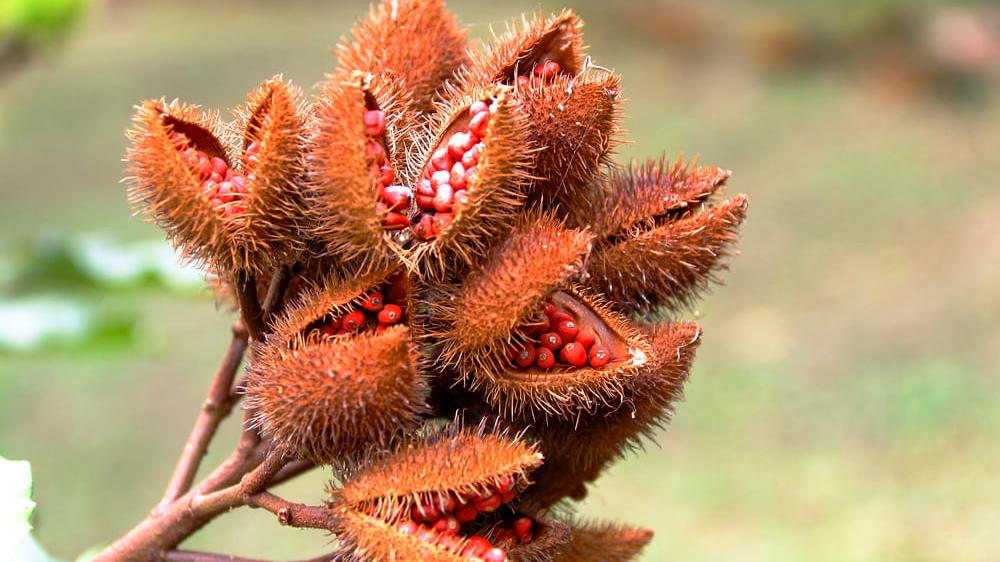 urucum