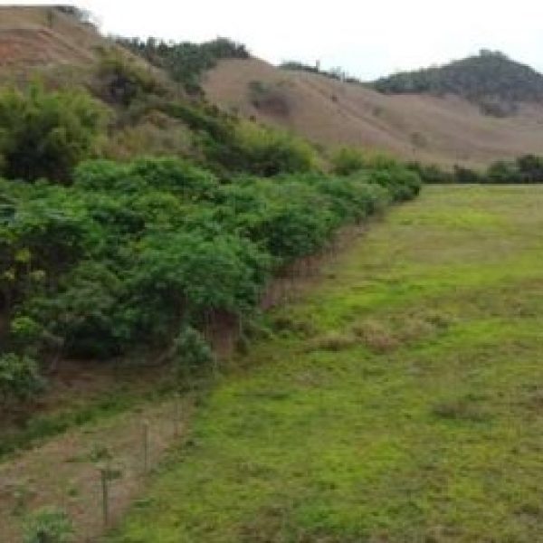 Minas Recuperando Áreas Degradadas – A Importância do Cadastro Ambiental Rural (CAR)