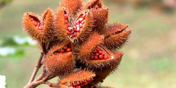 urucum