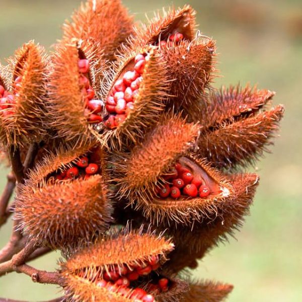 urucum